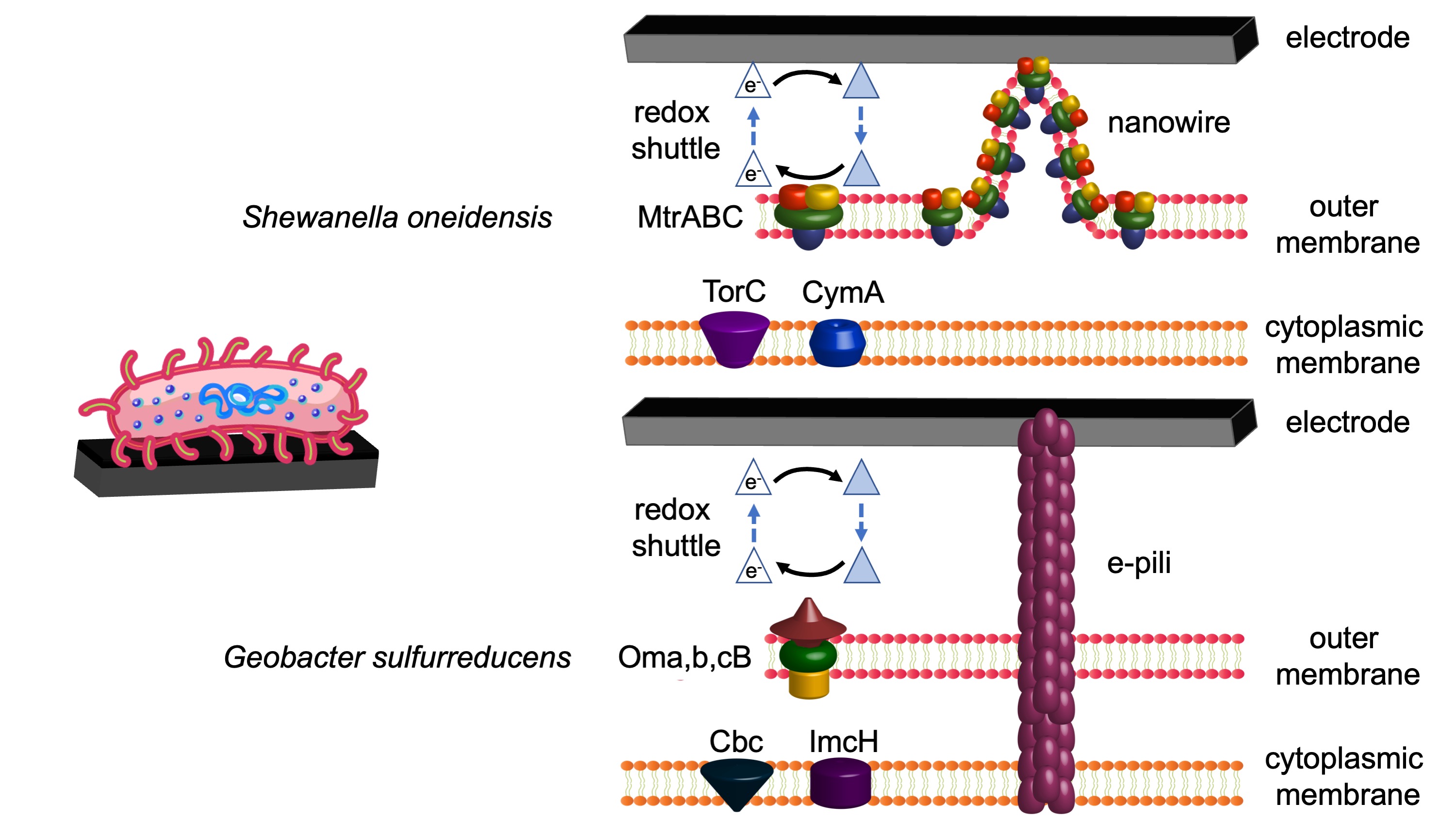 Extracellular electron transfer mechanisms in electroactive microorganisms
