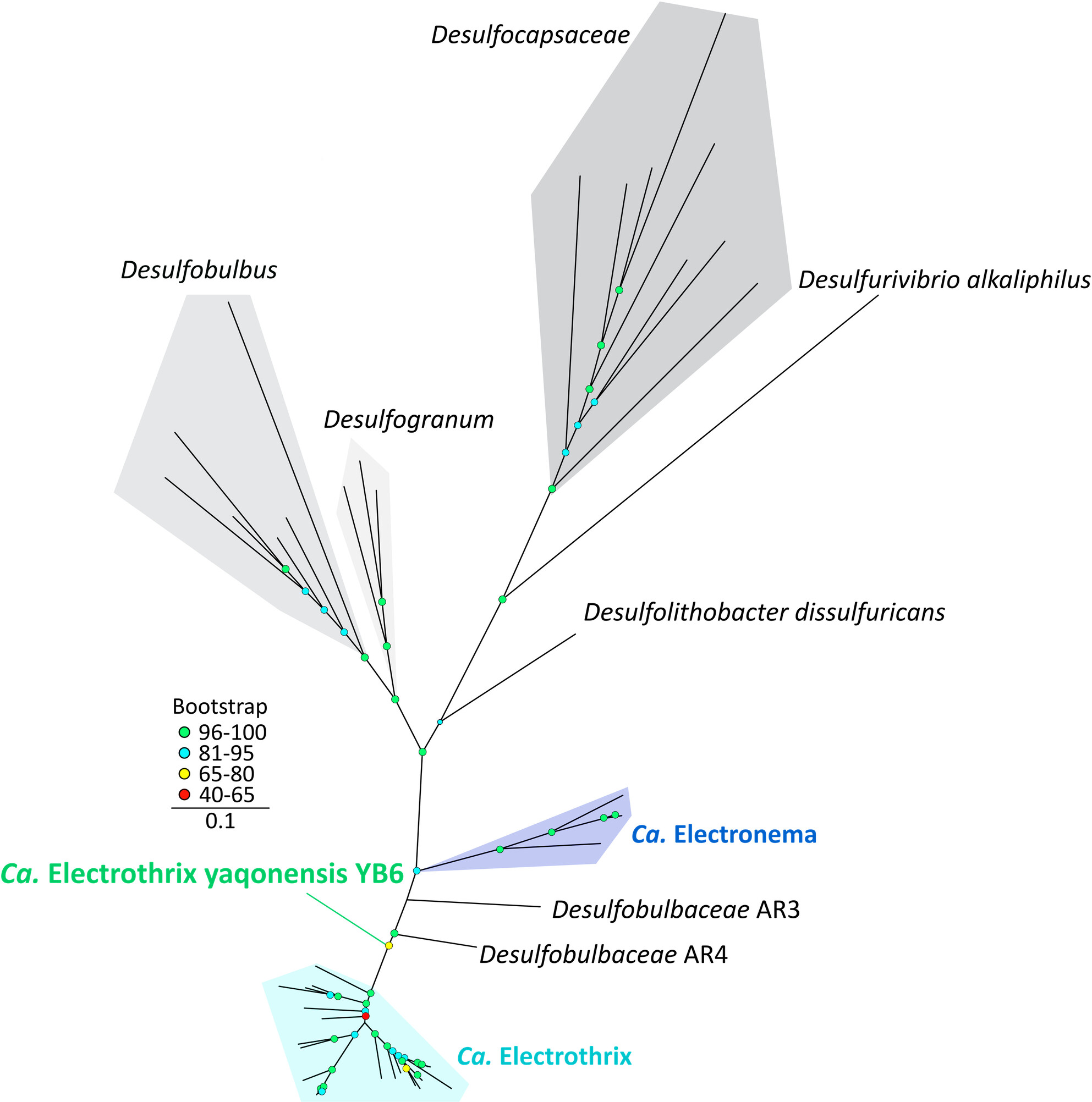 New Cable Bacterium Discovery