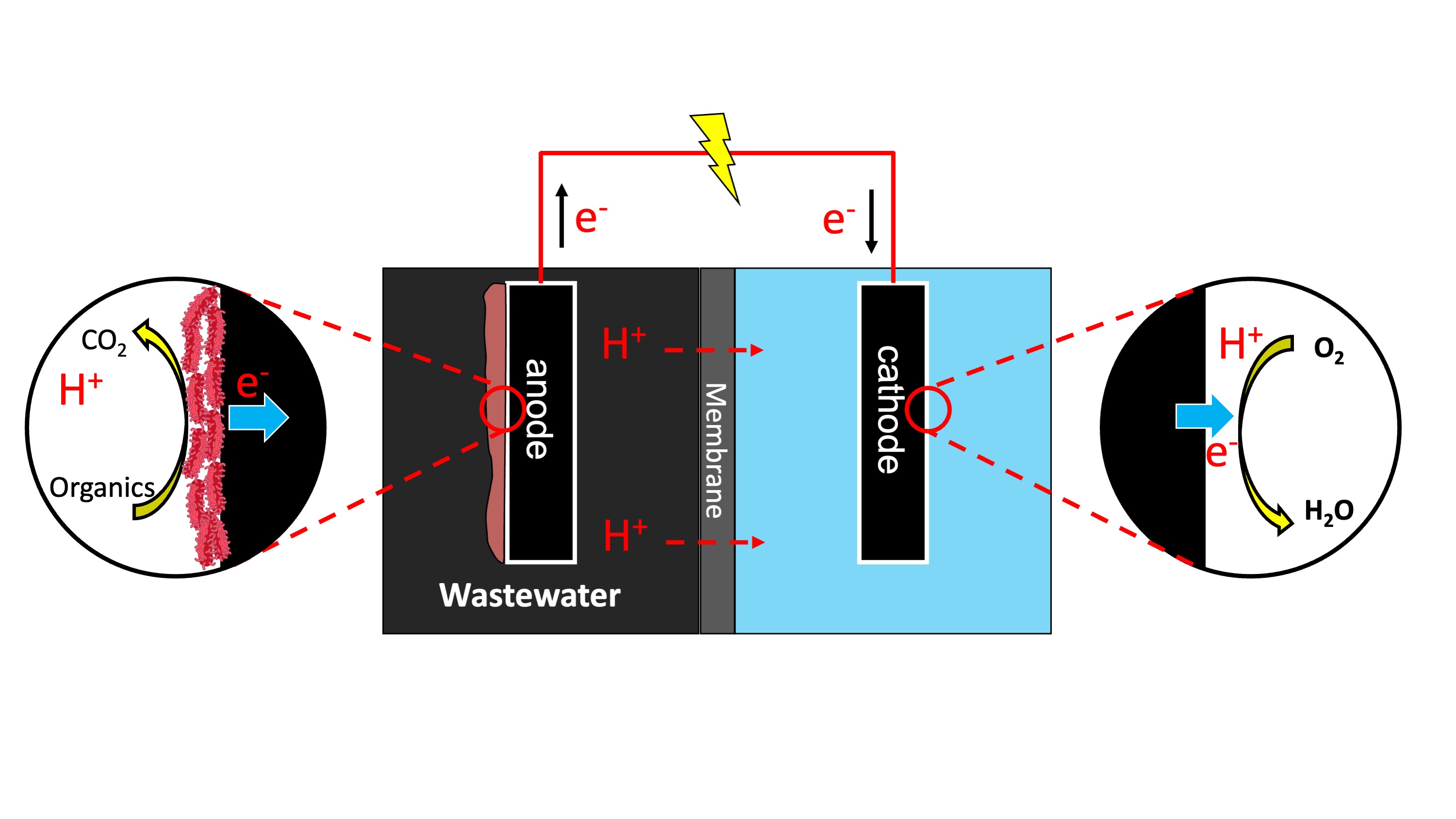 Schematic diagram of a microbial fuel cell